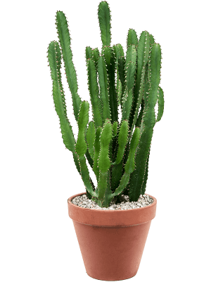 Euphorbia Triangularis