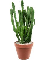 Load image into Gallery viewer, Euphorbia Triangularis
