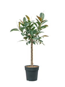 Ficus Elastica Melany