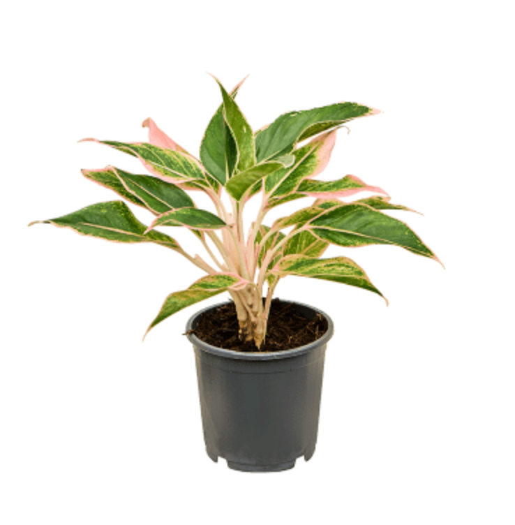 Aglaonema Siam Pink