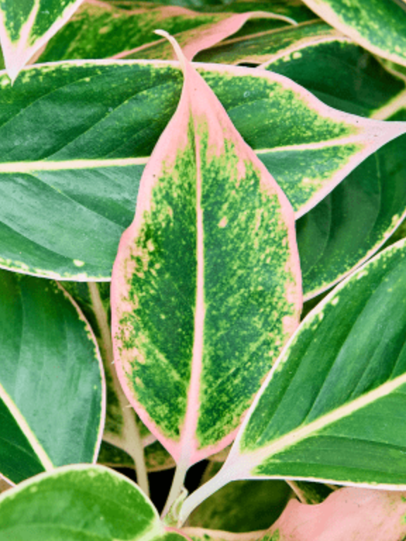 Aglaonema Siam Pink