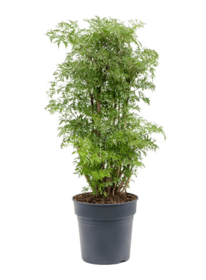 Aralia Polyscias Ming