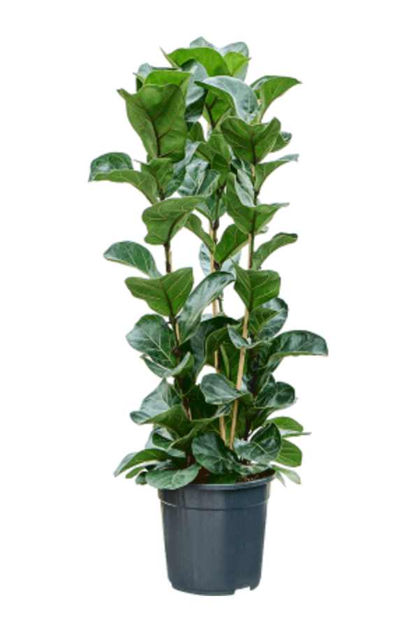 Ficus Lyrata Bambino