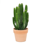 Load image into Gallery viewer, Euphorbia Triangularis
